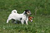 JACK RUSSEL 121